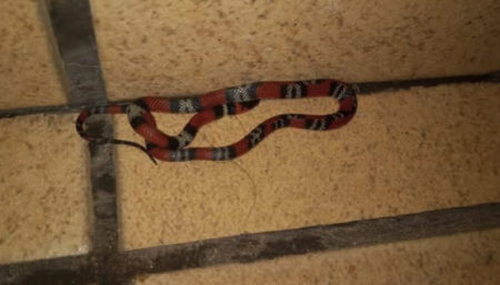 Moradores do Nova Europa reclamam de presença frequente de cobras