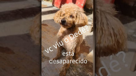 Procura-se por animal perdido no bairro Jardim Santa Amélia