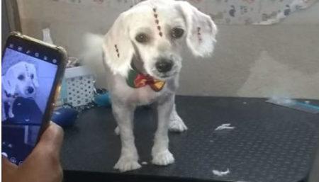 Procura-se por cachorrinha perdida no Sumarezinho