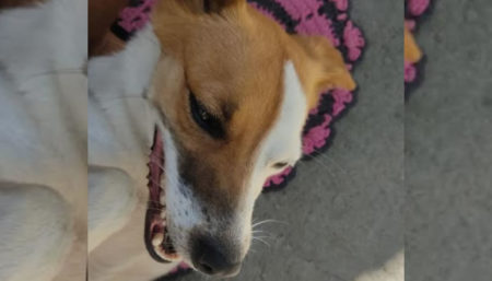 Procura-se por cachorro perdido no Jardim Amanda 1