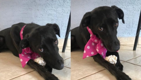 Procura-se por cachorra perdida no Pq São Miguel