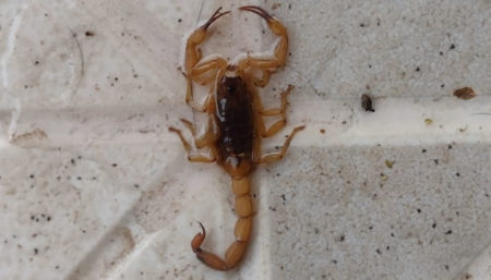 Moradores do Santa Clara Lago 2 reclamam de infestação de escorpiões