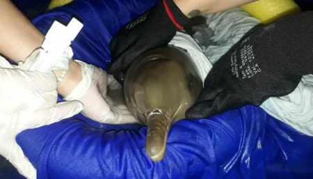 Filhote de golfinho é resgatado em praia do Guarujá