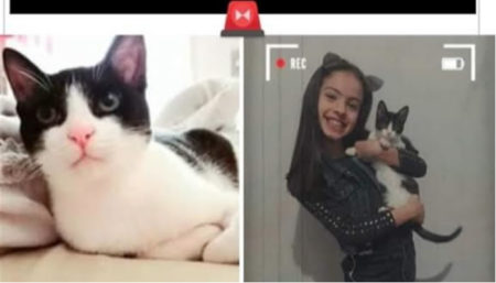 Procura-se por gato perdido no bairro Jardim Nova América