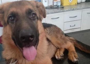 Procura-se por cachorro perdido no bairro Remanso Campineiro