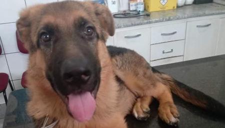 Procura-se por cachorro perdido no bairro Remanso Campineiro