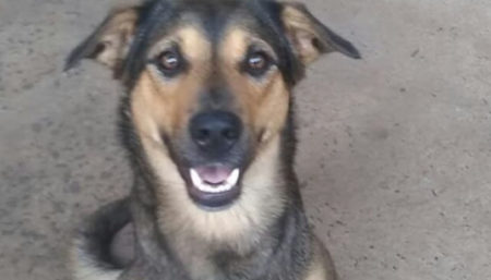 Procura-se por cachorro perdido no bairro Vila real continuação