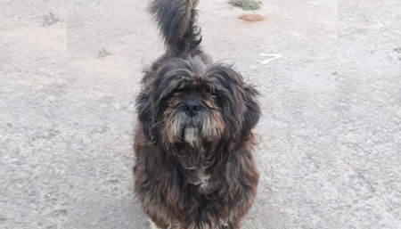 Procura-se por Cachorro perdido no Amanda