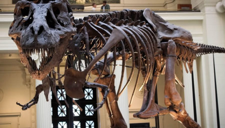 Ninhada de ovos de dinossauro é descoberta no interior paulista