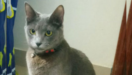 Procura-se por gato perdido no Amanda 1