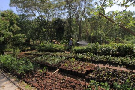População ajuda a melhorar a qualidade de vida em Hortolândia com plantio de mudas de árvores doadas pela Prefeitura