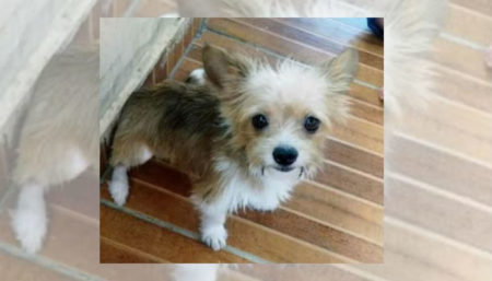Procura-se por cachorro perdido no Boa Esperança