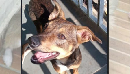 Procura-se por cachorro perdido no Amanda