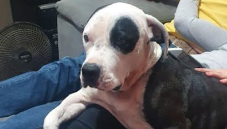 Procura-se por Cachorro perdido no Jardim do Bosque