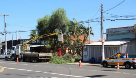 Para contribuir com a segurança viária, Prefeitura realiza mutirão de poda dos galhos das árvores