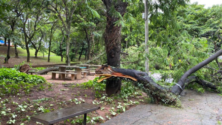 Campinas registra 14 quedas de árvores, um galho e dois muros