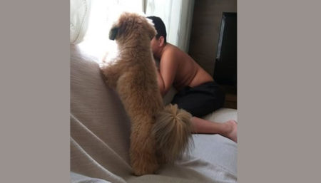 Procura-se por animal perdido no bairro Jardim Santana