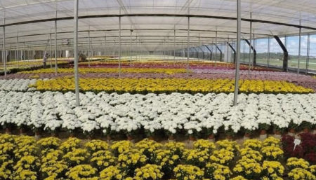 Começa a venda de ingressos para o “Estufas Abertas” em Holambra