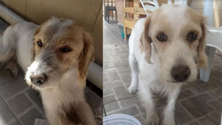 Animal encontrado próximo ao Villa Flora