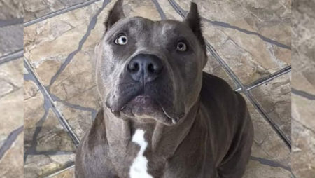  Procura-se por animal perdido no bairro Jardim Amanda 2