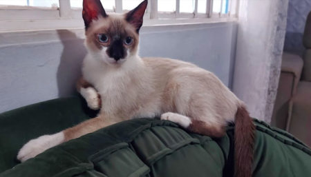 Procura-se por gato perdido no bairro Remanso Campineiro