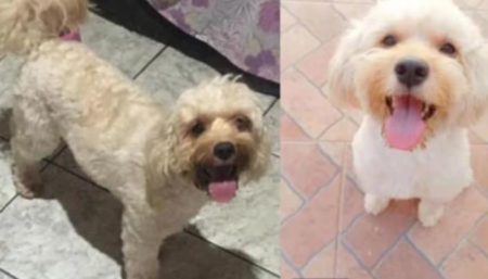 Procura-se por Poodle perdida no Esmeralda