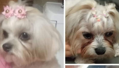 Procura-se por Shitzu perdida no bairro Vila Real – Hortolândia