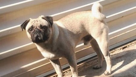 Procura-se por animal perdido no bairro Jd Carmem Cristina