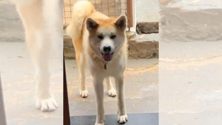 Procura-se por animal perdido no bairro Parque Ortolandia