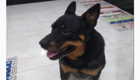 Procura-se por Cachorro perdido no bairro Jardim Terras Santo Antônio