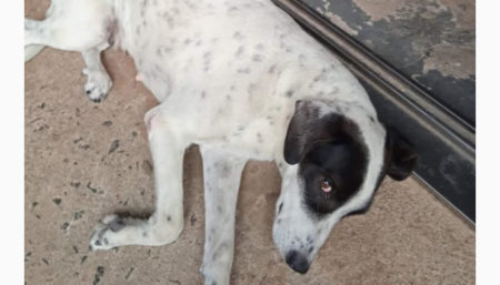 Procura-se por cachorro perdido no bairro Jardim Amanda 1