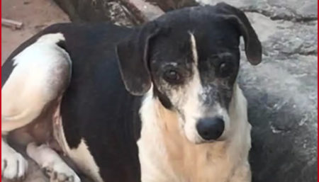 Procura-se por cachorro perdido no bairro Parque ortolandia