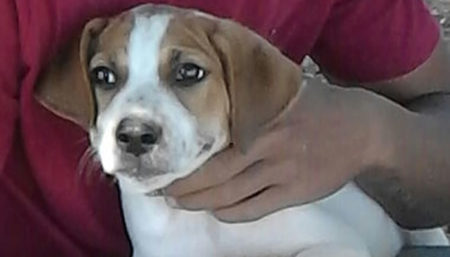 Procura-se por cachorro perdido no bairro Jd santa fé e Interlagos