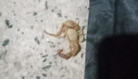 Moradora reclama de casa abandonada e presença de escorpiões no Boa Esperança