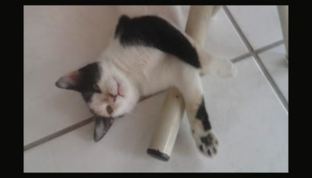 Procura-se por gata perdida no bairro Amanda 2