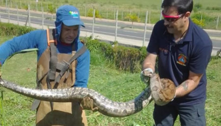 Defesa Civil de Indaiatuba resgata jiboia próximo à vias públicas