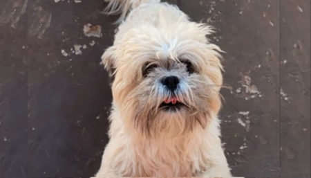 Procura-se cachorro perdido no Jardim das Colinas Hortolândia, próximo ao posto Shell antes do Instituído Federal