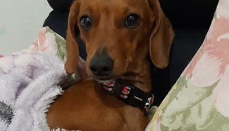 Procura-se cachorro salsicha perdido no bairro Jardim Novo Cambuí