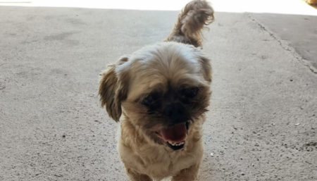 Quem é o dono? Encontrado no Jardim Amanda 2
