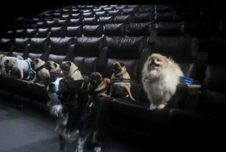 ‘Sonic 2’ e Feira de Adoção são destaques do CinePets no Cinesystem Hortolândia