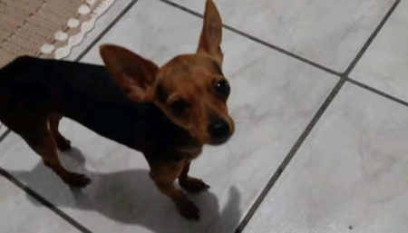 Procura-se Pinscher perdido no bairro Jardim Amanda II