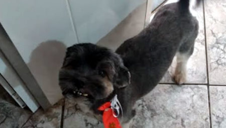 Procura-se por animal perdido no bairro Jardim Nossa Senhora Auxiliadora