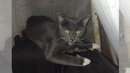 Procura-se por animal perdido no bairro Vila real Hortolândia