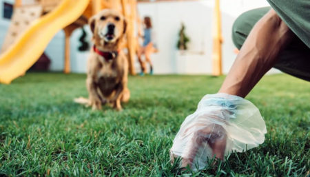 Donos têm obrigação de recolher fezes de animais domésticos em Hortolândia