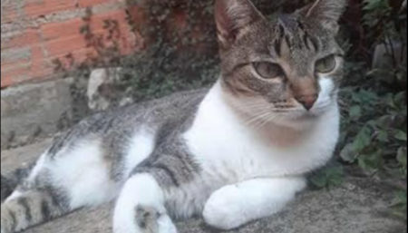 Procura-se por gata perdida no bairro Jardim Amanda 2