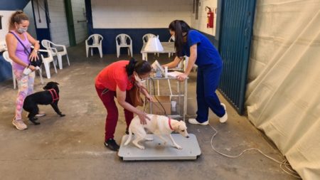 Hortolândia realiza campanha de castração de cães e gatos
