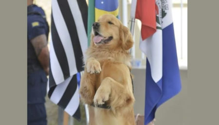 Morre cão da GM de Indaiatuba