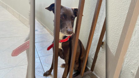 Procura-se por animal perdido no bairro Jardim Interlagos