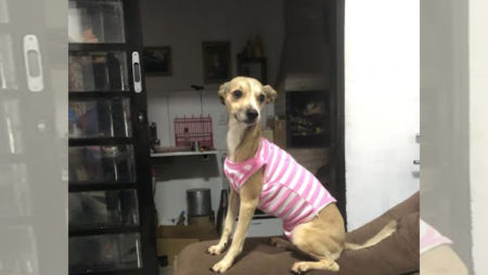 Procura-se por animal perdido no bairro Remanso Campineiro