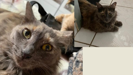 Procura-se por animal perdido no bairro Jardim Nossa Senhora Auxiliadora